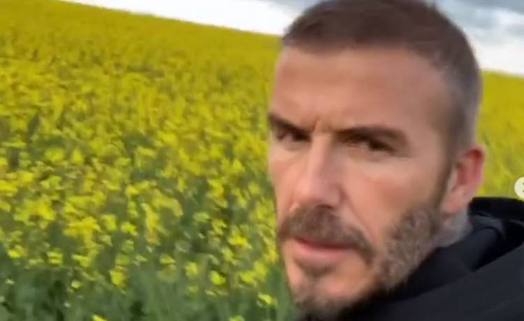 David Beckham rozradowany w rzepaku... Musicie to zobaczyć!