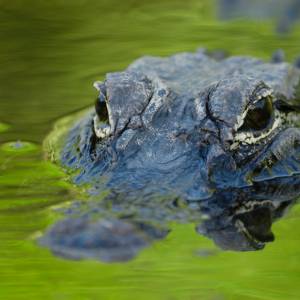 W moskiewskim zoo zmarł 84-letni aligator. Niektórzy twierdzą, że należał do Hitlera