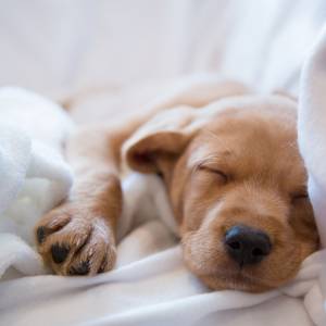 Szczeniak w... limonkowym kolorze! Niezwykle narodziny w Północnej Karolinie [ZDJĘCIA]