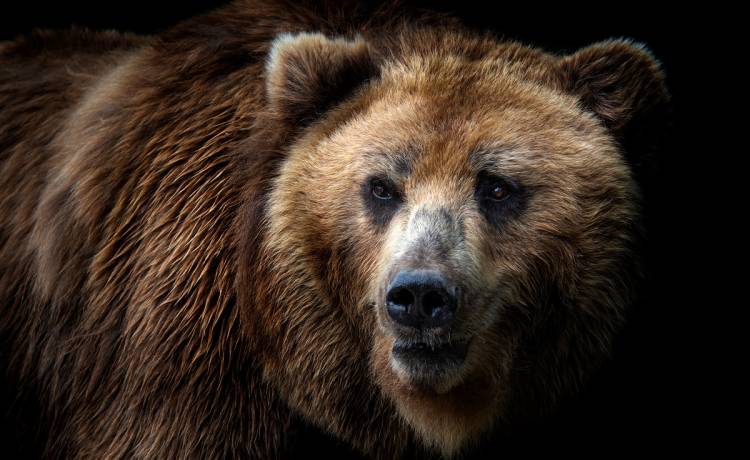 Niedźwiedź brunatny błąkał się po Nowym Sączu [WIDEO]                