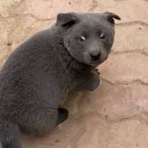 Zwierzę o wyglądzie psa i kota?! Internet go pokochał!