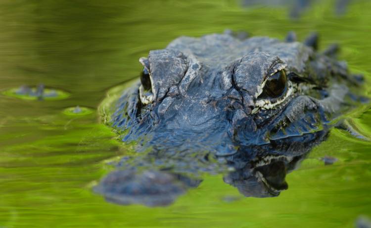 W moskiewskim zoo zmarł 84-letni aligator. Niektórzy twierdzą, że należał do Hitlera