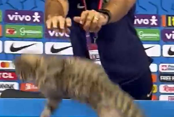 Rzecznik prasowy Brazylii rzuca kotem na oczach dziennikarzy. Skandal na mundialu [WIDEO]