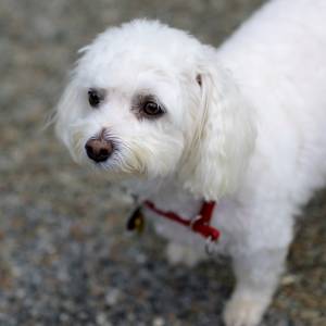 Stary pies ocalił szczenię. Choć miał tylko trzy zęby, rzucił się na kojota [WIDEO]