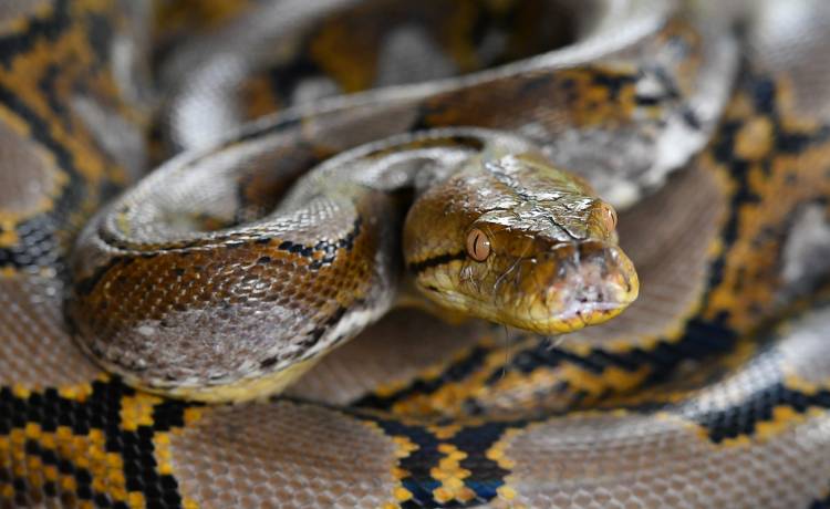 Wielki pyton grasuje w Katowicach. Ma ponad 2,5 metra długości
