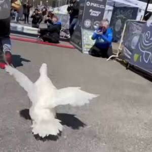 Kaczka została nagrodzona za przebiegnięcie maratonu [WIDEO]