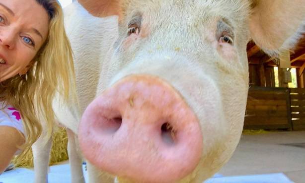 Pigcasso zaprojektowała zegarek dla Swatch: Twórczość świni-malarki zyskuje coraz większe uznanie!