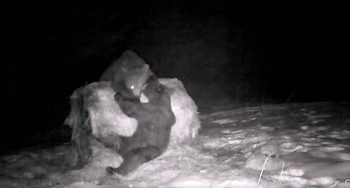 Niedźwiadek chciał pokazać bratu swoją potęgę, ale przyszła... mama. Nagranie robi furorę w sieci! [WIDEO]