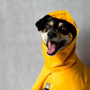 Czy ubranko dla psa to dobry pomysł? Weterynarz nie pozostawia wątpliwości