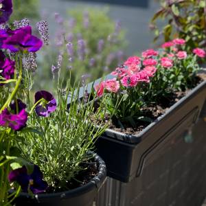 Mandat za kwiaty na balkonie? Uważaj, aby nie narazić się na kłopoty! 