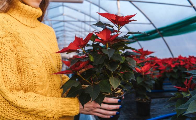 fot. shutterstock.com 