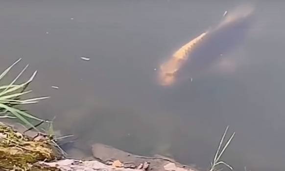 Ryba o ludzkiej twarzy?! Turystka zamarła, gdy ją zobaczyła w jeziorze! [WIDEO]