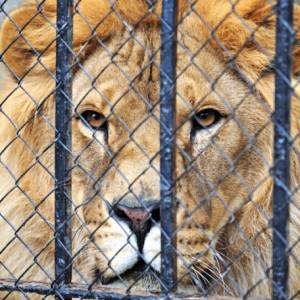 Tragiczny koniec domowej hodowli lwów. Drapieżnik zabił właściciela