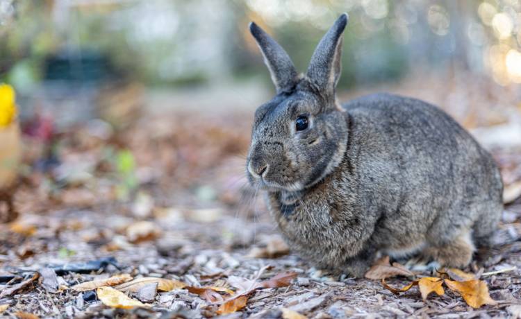 Personel linii lotniczych szarpał się z pasażerami. Poszło o królika. Nagranie obiegło sieć! [WIDEO]