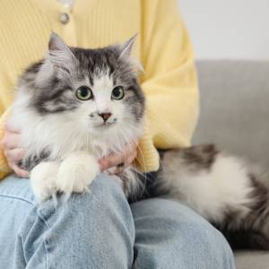 Kot zaczyna się tak zachowywać? To może być znak, że konieczna jest wizyta u weternarza