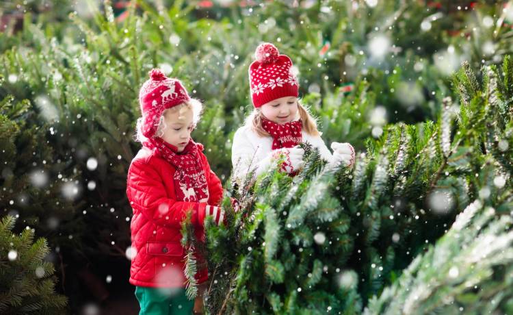 Boże Narodzenie 2022. Żywa czy sztuczna choinka? Którą najlepiej wybrać?