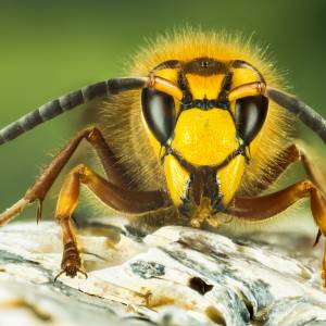Rowerzystka zaatakowana przez rój szerszeni we Wrocławiu. Trafiła do szpitala