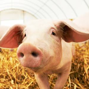 W Chinach każda świnia ma swój pokój w hotelu. Wszystko dla "świńskiego" bezpieczeństwa!