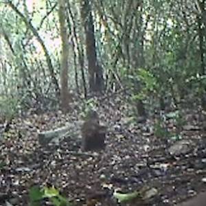 Myszo-jeleń odnaleziony! Nagranie z rzadkim zwierzęciem trafiło do sieci [WIDEO]