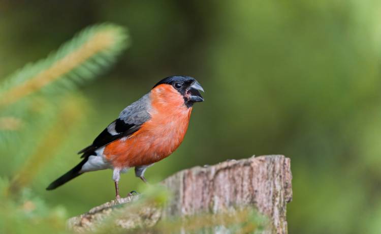 fot. shutterstock.com