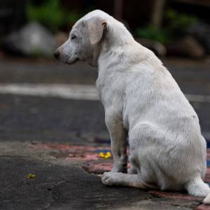 Pies błąkał się z ważnym listem. Treść wiadomości poruszyła tysiące osób [FOTO]