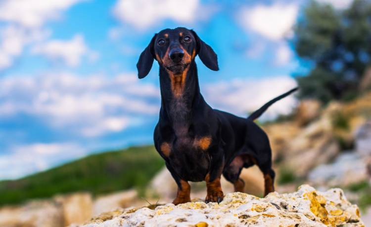 Jamniczka Valerie przeżyła 529 dni w australijskim buszu, fot. Shutterstock