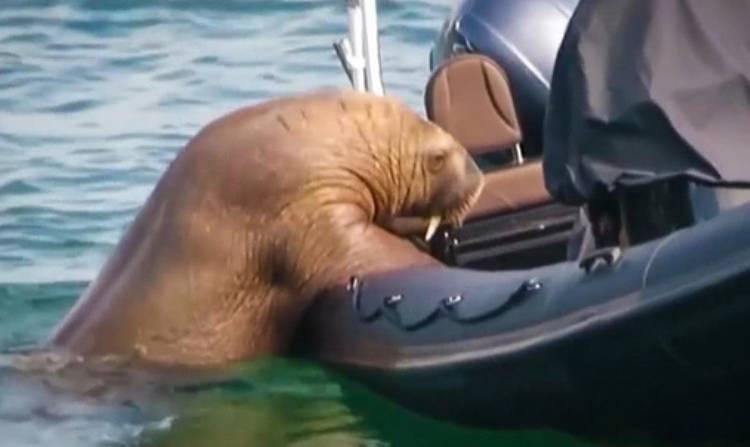 Mors "terrorysta" w akcji! Wally "niechcący" zatapia luksusowe jachty i łodzie [WIDEO]