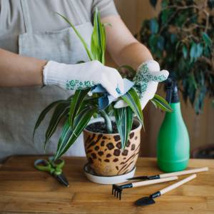 Gdzie powinna stać dracena? Nie popełniaj tych błędów, a będzie pięknie rosła