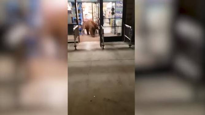 Nastraszył ludzi, ukradł chipsy i uciekł. Bliskie spotkanie z niedźwiedziem w sklepie [WIDEO]