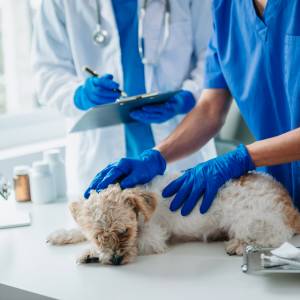 Dajesz psu ten owoc? To bardzo niebezpieczne