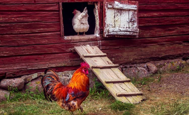 Złodziej – łakomczuszek. Niczym lis wkradł się do kurnika. Grodzi mu 10 lat pozbawienia wolności 