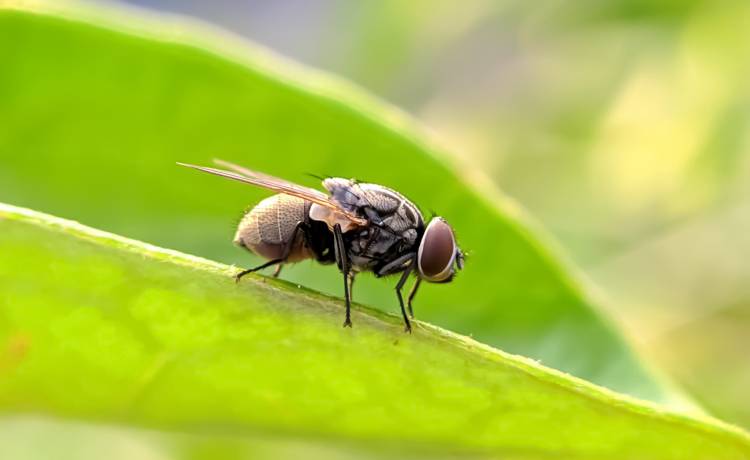 Nowa plaga w Europie: ugryzienia tych much kończą się wizytą w szpitalu