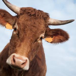 Byk uciekł z zagrody i... zaszył się w lesie. Pracownicy nadleśnictwa opublikowali specjalny komunikat! [FOTO]