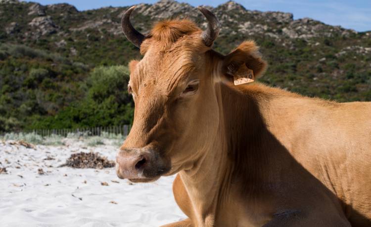 Rajskie plaże opanowane przez agresywne krowy! Władze Korsyki przestrzegają turystów