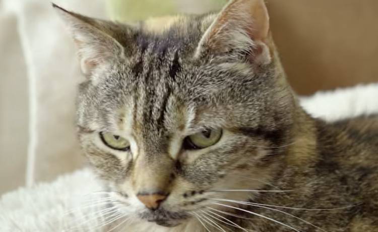 Hałaśliwy kot bije rekord Guinnessa. Czajnik jest cichszy niż jego mruczenie [WIDEO]