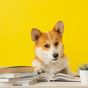 Czy psy nas rozumieją? Są wyniki badań!