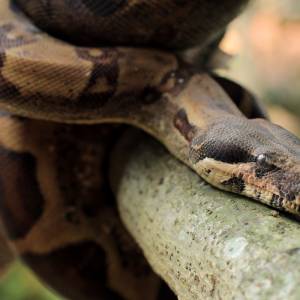 Wielki pyton nie mógł zejść z płotu. Jego rozmiar zdumiał ratowników [FOTO]