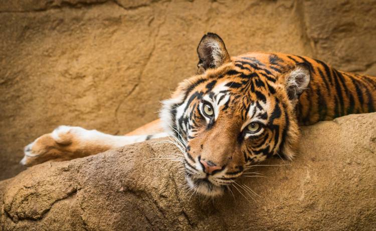 Nowi patroni warszawskiego zoo! "Wpisali się w historię tego miejsca"