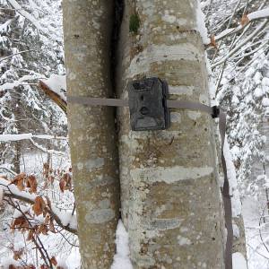 Makabryczne znalezisko. Ktoś nadział zwierzęta na gałęzie