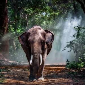 Te zwierzęta są największe na świecie!