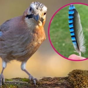 Co oznacza znalezienie pióra sójki? Mało kto o tym wie