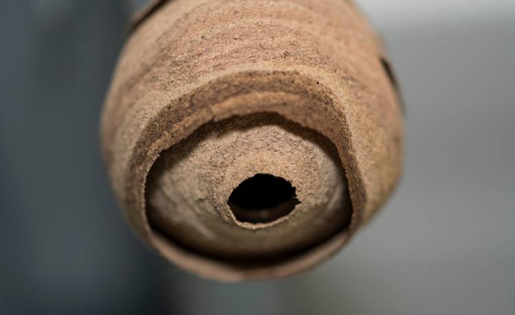 Szerszenie azjatyckie atakują kolejne państwo. Ich użądlenie może zabić.