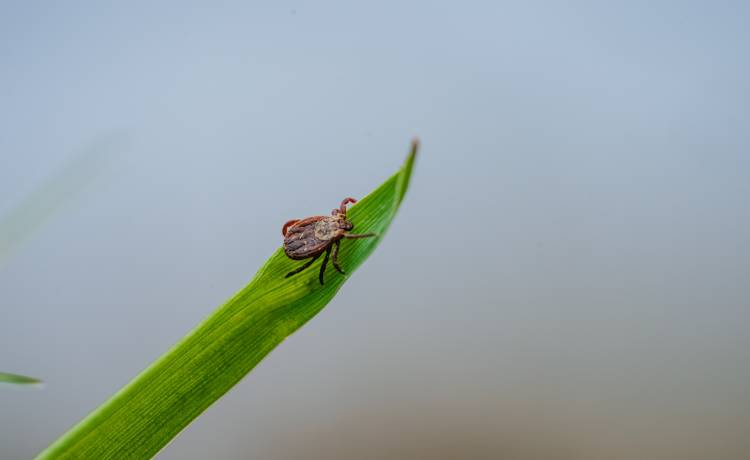 fot. Shutterstock