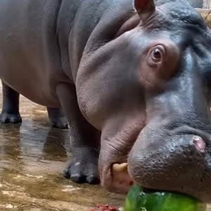 We wrocławskim zoo hipopotam na raz zjadł całego arbuza [WIDEO]