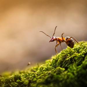 5 domowych sposobów na pozbycie się mrówek