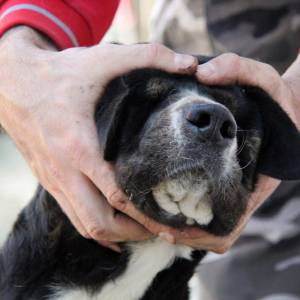 Znęcał się nad psem: Chciał zmusić przez to dziewczynę, żeby do niego wróciła [DRASTYCZNE ZDJĘCIA]