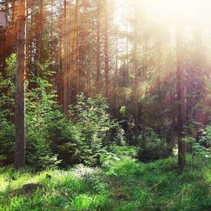 Widzisz w lesie ten dziwny przedmiot? Nie dotykaj!