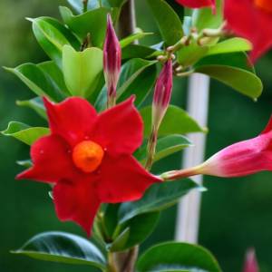 Dipladenia – kwiat, który podbija polskie balkony! Jak ją pielęgnować?