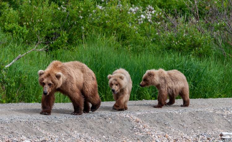 Niedźwiedzie "przywitały" ludzi niedaleko drogi nad Morskie Oko! "Opłata za przejście im się należy" [FOTO]