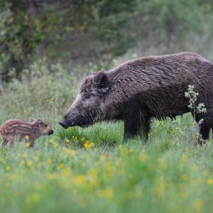 Samice, samce i młode zwierząt: które nazywamy "kapłon", "tryk", "skop"?